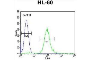 METTL10 Antibody (N-term) flow cytometric analysis of HL-60 cells (right histogram) compared to a negative control cell (left histogram). (METTL10 抗体  (N-Term))