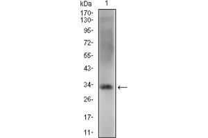 Western Blotting (WB) image for anti-Zinc Finger Protein 42 (ZFP42) (AA 249-310) antibody (ABIN1846770)