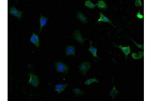Immunofluorescence (IF) image for anti-Tyrosyl-tRNA Synthetase (Yars) (AA 2-528) antibody (ABIN7173996)