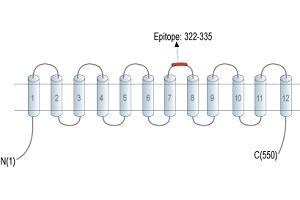 Representative domain view of the target of ABIN7237831.