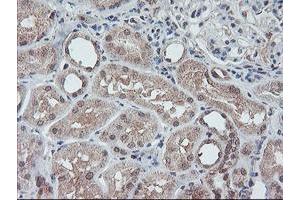 Image no. 2 for anti-Fragile X Mental Retardation 1 (FMR1) (AA 26-279) antibody (ABIN1491292) (FMR1 抗体  (AA 26-279))