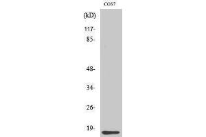 Western Blotting (WB) image for anti-Cytochrome C, Somatic (CYCS) (N-Term) antibody (ABIN3174629)