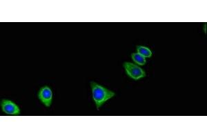 Immunofluorescent analysis of HepG2 cells using ABIN7175033 at dilution of 1:100 and Alexa Fluor 488-congugated AffiniPure Goat Anti-Rabbit IgG(H+L) (C16orf62 抗体  (AA 6-205))