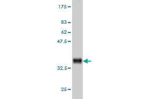 Western Blot detection against Immunogen (35.