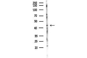 anti-Protein Kinase, CAMP-Dependent, Catalytic, gamma (PRKACG) antibody