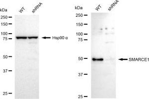 Western blotting analysis using SMARCE1 antibody (ABIN7800481).