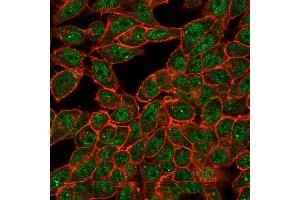 Immunofluorescence Analysis of PFA-fixed HeLa cells.