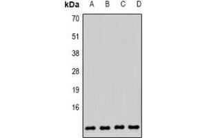 Western blot analysis of COX6B1 expression in MCF7 (A), HepG2 (B), mouse brain (C), mouse liver (D) whole cell lysates. (COX6B1 抗体)