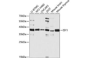 Western blot analysis of extracts of various cell lines, using ISY1 antibody  at 1:3000 dilution. (ISY1 抗体  (AA 1-307))