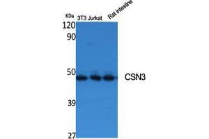 Western Blotting (WB) image for anti-Casein kappa (CSN3) (Internal Region) antibody (ABIN3174583) (CSN3 抗体  (Internal Region))