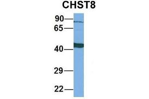 Host:  Rabbit  Target Name:  CHST8  Sample Type:  Human Fetal Liver  Antibody Dilution:  1. (CHST8 抗体  (Middle Region))
