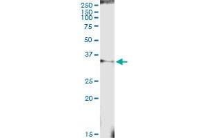 Immunoprecipitation of PROCR transfected lysate using anti-PROCR MaxPab rabbit polyclonal antibody and Protein A Magnetic Bead , and immunoblotted with PROCR purified MaxPab mouse polyclonal antibody (B01P) . (PROCR 抗体  (AA 1-238))
