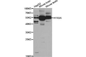 Western blot analysis of extracts of various cell lines, using HTR3A antibody (ABIN5973293) at 1/1000 dilution. (Serotonin Receptor 3A 抗体)