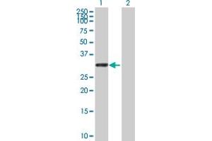 Western Blot analysis of UTP11L expression in transfected 293T cell line by UTP11L MaxPab polyclonal antibody. (UTP11L 抗体  (AA 1-253))