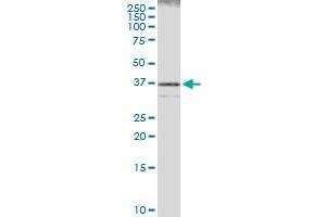 Immunoprecipitation of CASP7 transfected lysate using anti-CASP7 MaxPab rabbit polyclonal antibody and Protein A Magnetic Bead , and immunoblotted with CASP7 purified MaxPab mouse polyclonal antibody (B01P) . (Caspase 7 抗体  (AA 1-303))