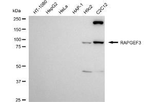 anti-Rap Guanine Nucleotide Exchange Factor (GEF) 3 (RAPGEF3) antibody