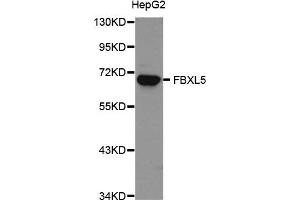 Western Blotting (WB) image for anti-F-Box and Leucine-Rich Repeat Protein 5 (FBXL5) antibody (ABIN1876803) (FBXL5 抗体)