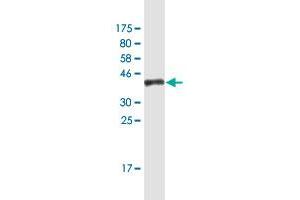 Western Blot detection against Immunogen (36. (PTPN12 抗体  (AA 682-779))