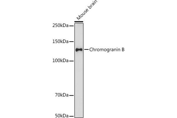 CHGB 抗体