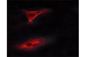 Immunofluorescence (fixed cells) (IF/ICC) image for anti-V-Erb-A erythroblastic Leukemia Viral Oncogene Homolog 4 (Avian) (ERBB4) (pTyr1284) antibody (ABIN6256632)