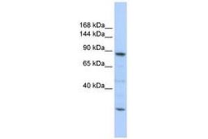 Image no. 1 for anti-CDC5 Cell Division Cycle 5-Like (S. Pombe) (CDC5L) (C-Term) antibody (ABIN6740663) (CDC5L 抗体  (C-Term))