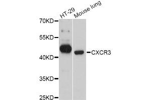 Western blot analysis of extracts of various cell lines, using CXCR3 Antibody (ABIN4903411) at 1:3000 dilution. (CXCR3 抗体)