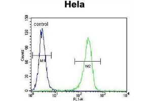 CCNH Antibody (N-term) flow cytometric analysis of Hela cells (right histogram) compared to a negative control cell (left histogram). (Cyclin H 抗体  (N-Term))