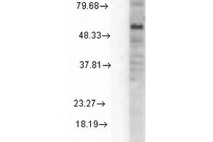 Western Blotting (WB) image for anti-gamma-aminobutyric Acid (GABA) A Receptor, alpha 1 (GABRA1) (AA 15-34) antibody (APC) (ABIN2485003)