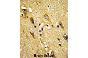 Formalin-fixed and paraffin-embedded human brain reacted with MOBP Antibody (N-term), which was peroxidase-conjugated to the secondary antibody, followed by DAB staining. (MOBP 抗体  (N-Term))