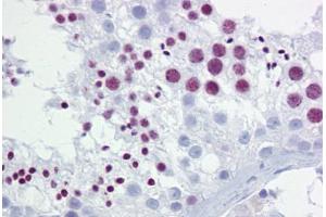 Anti-BRD3 antibody IHC staining of human testis. (BRD3 抗体  (AA 648-697))