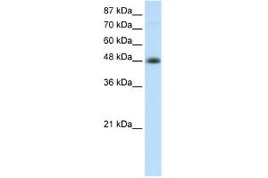 WB Suggested Anti-TFAP2B Antibody   Titration: 2. (TFAP2B 抗体  (C-Term))