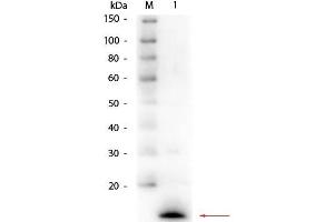 Western Blot of Rabbit anti-Lysozyme (Hen Egg White) Antibody. (LYZ 抗体  (AA 1-129))