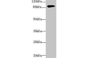 Western blot All lanes: DGKG antibody at 4 μg/mL + Mouse brain tissue Secondary Goat polyclonal to rabbit IgG at 1/10000 dilution Predicted band size: 90, 87, 85 kDa Observed band size: 90 kDa (DGKG 抗体  (AA 1-255))