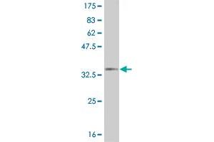 Western Blotting (WB) image for anti-Sp1 Transcription Factor (SP1) (AA 522-618) antibody (ABIN520398)