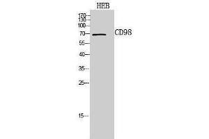 Western Blotting (WB) image for anti-Solute Carrier Family 3 (Activators of Dibasic and Neutral Amino Acid Transport), Member 2 (SLC3A2) (Internal Region) antibody (ABIN3178945) (SLC3A2 抗体  (Internal Region))