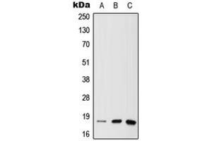 Western blot analysis of MTH1 expression in A549 (A), mouse liver (B), rat brain (C) whole cell lysates. (NUDT1 抗体  (N-Term))