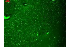 Immunofluorescence staining in human hippocampus with Hcn4 monoclonal antibody, clone S114-10 . (HCN4 抗体  (AA 1019-1198))