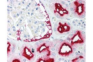 Anti-BAG1 antibody IHC of human kidney.