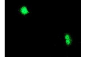 Immunofluorescence (IF) image for anti-Chromosome X Open Reading Frame 26 (CXorf26) antibody (ABIN1497689) (CXorf26 抗体)