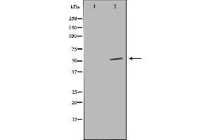 Western blot analysis of extracts from HepG2 cells, using LILRA2 antibody. (LILRA2 抗体  (C-Term))