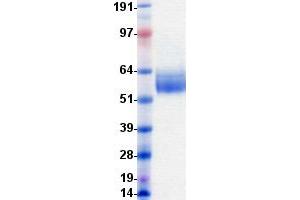 Validation with Western Blot