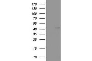 Image no. 1 for anti-Wingless-Type MMTV Integration Site Family, Member 3 (WNT3) (AA 128-355) antibody (ABIN1490905) (WNT3 抗体  (AA 128-355))