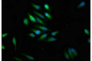Immunofluorescence staining of Hela cells with ABIN7169929 at 1:100, counter-stained with DAPI.