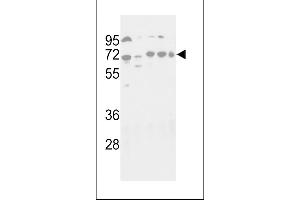 Western blot analysis of hG16L- 1817c in NIH-3T3, HepG2, Hela, Jurkat and NCI- cell line lysates (35 μg/lane). (ATG16L1 抗体  (C-Term))