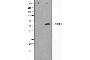 Western blot analysis on HepG2 cell lysate using MMP1 Antibody. (MMP1 抗体  (C-Term))