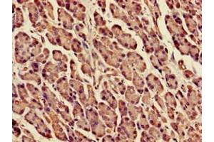 Immunohistochemistry of paraffin-embedded human pancreatic tissue using ABIN7150590 at dilution of 1:100