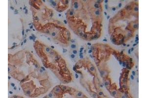 Immunohistochemistry (IHC) image for anti-Aquaporin 1 (Colton Blood Group) (AQP1) (AA 201-269) antibody (ABIN7432100)