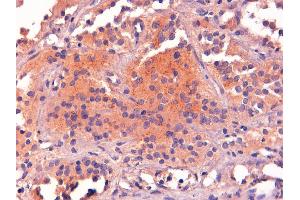 ABIN185387 (2µg/ml) staining of paraffin embedded Human Pituitary Gland. (POMC 抗体  (C-Term))