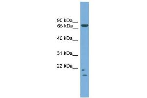 WB Suggested Anti-MRE11A Antibody Titration: 0. (Mre11 抗体  (N-Term))