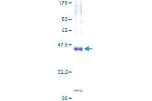 VAMP4 Protein (AA 1-141) (GST tag)